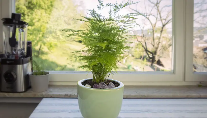 Une plante d'asparagus aux feuilles délicates et vertes, posée sur une table à côté d'un mixeur, avec une vue sur un jardin verdoyant par la fenêtre.