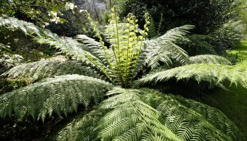 Un majestueux fougère arborescente déploie ses frondes luxuriantes dans un jardin verdoyant, baigné de lumière.