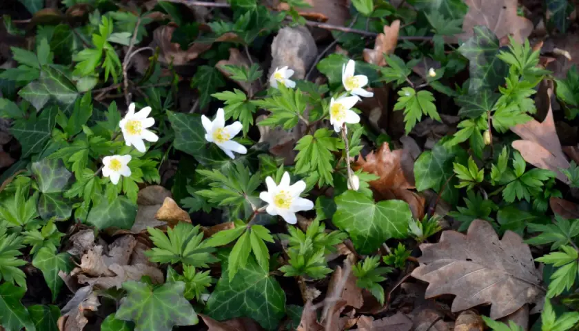 Fleurs anemone blanches éclosent parmi le lierre et les feuilles mortes, annonçant le printemps.