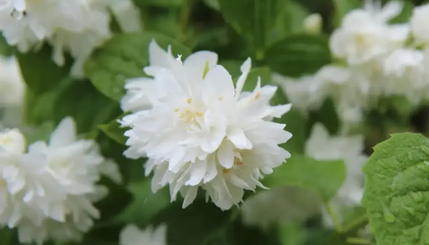 Gros plan sur une fleur de seringat double, ses pétales blancs délicats et ses étamines jaunes. Une taille de seringat bien entretenue.