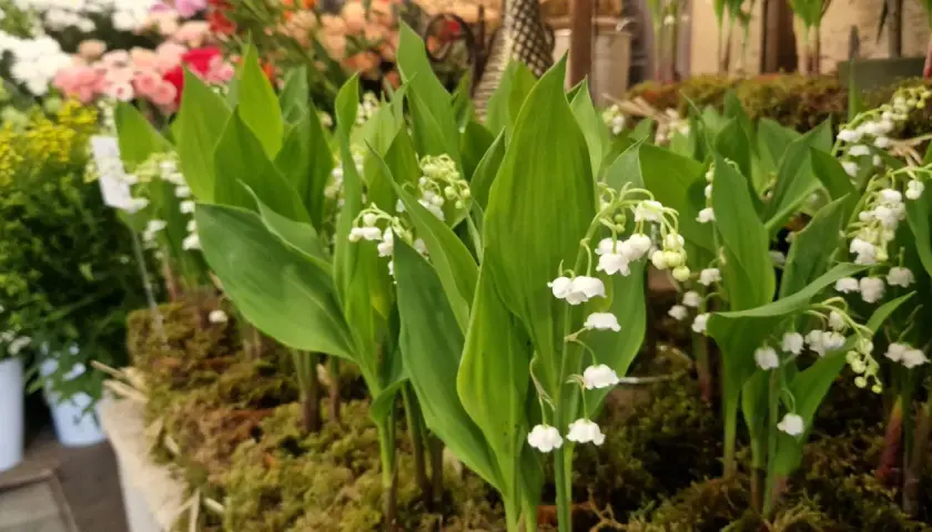 Un bouquet de muguet de mai, avec ses clochettes blanches délicates, annonce le printemps.