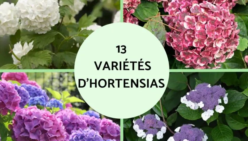 Quatre cadrans montrent des hortensias blancs, roses, violets et bleus. Le cercle central indique "13 Variétés d'Hortensias", évoquant la richesse de leur signification.