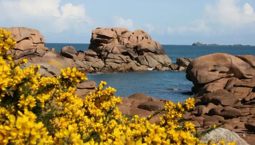 Gorse en fleur, symbole de la Bretagne, borde la côte rocheuse bretonne.