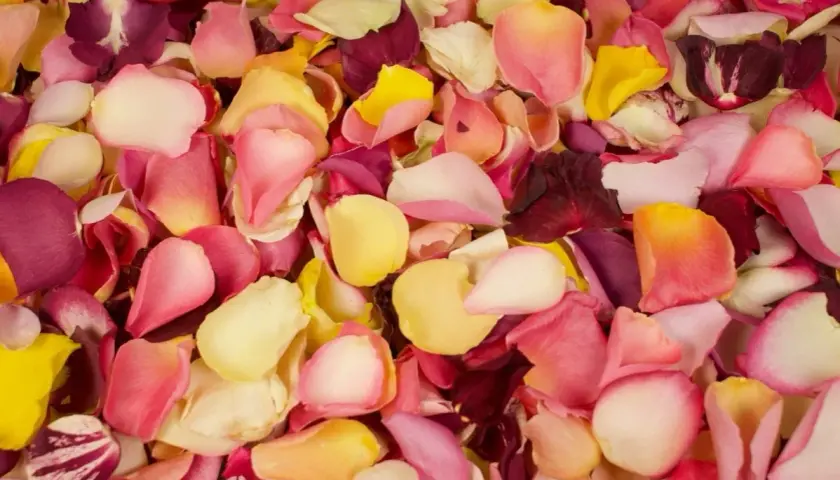 Un tapis de pétales de rose multicolores, un pétale de rose jaune pâle se mêle à des teintes roses et pourpres.