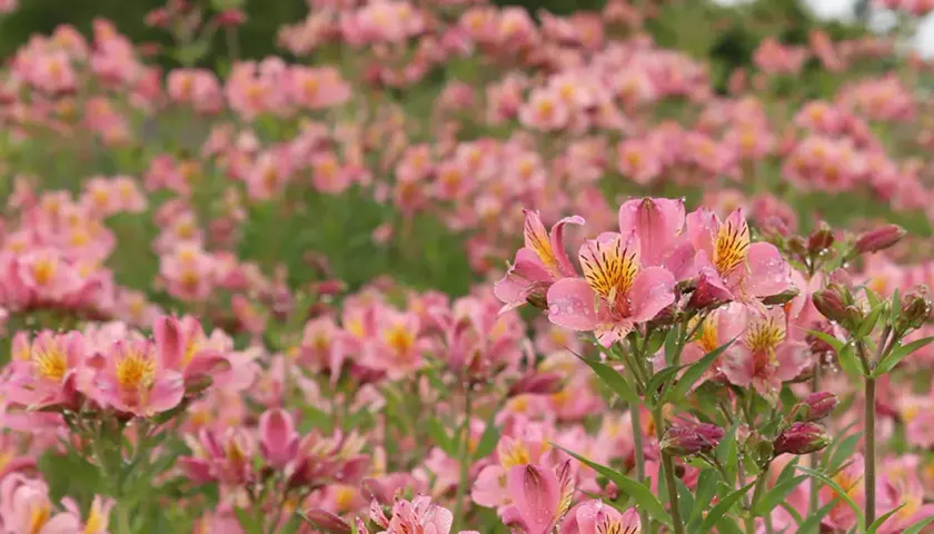 Champ de lys des Andes roses, parsemé de gouttes de rosée, évoquant une douce matinée.