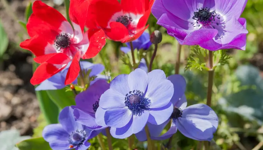 Anémones rouges, violettes et bleues en gros plan, avec des coccinelles.