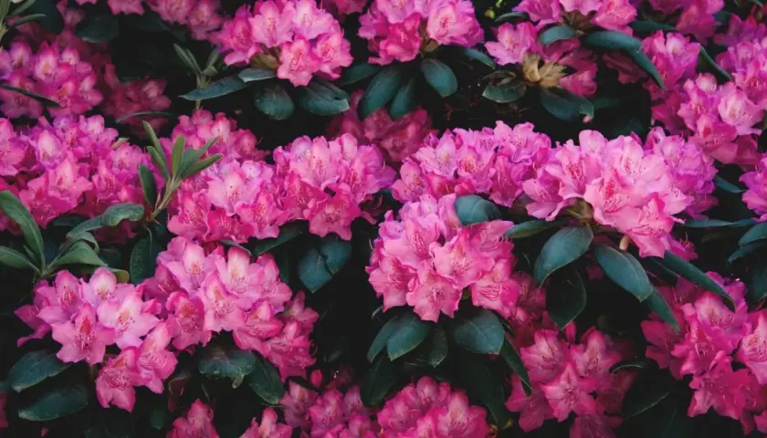 Gros plan sur des grappes de fleurs de rhododendron rose vif, leurs pétales délicats contrastant avec le feuillage vert foncé. Une belle scène printanière.