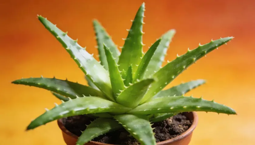 Un aloe vera vert et épineux dans un pot en terre cuite, prêt pour un rempotage.