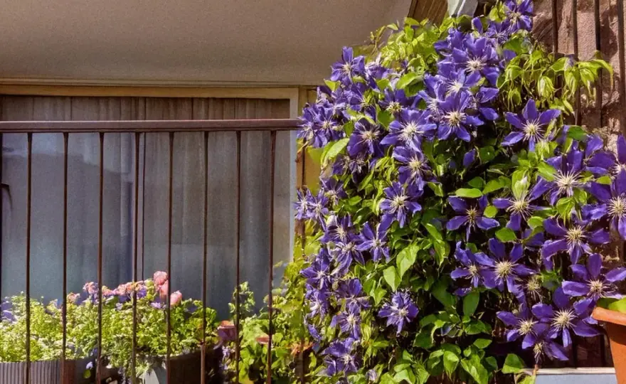 Quelle plante grimpante choisir pour son jardin ou son balcon ?