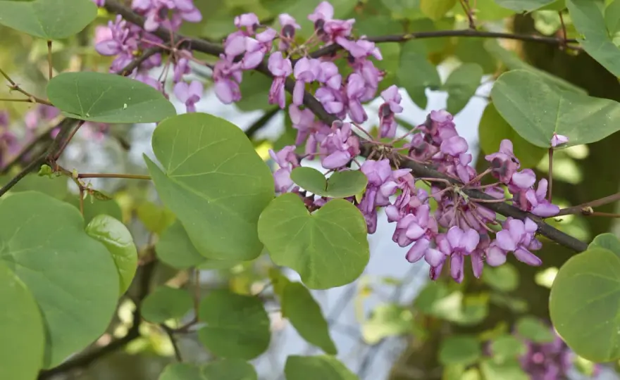 Arbre de Judée, plantation et entretien pour une belle floraison