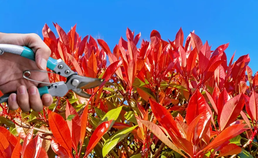 Tailler le photinia - Périodes, méthodes et erreurs à éviter