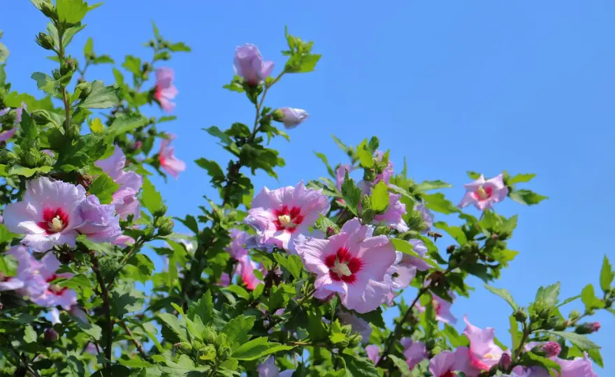 Arroser un hibiscus - Le guide pour une floraison parfaite