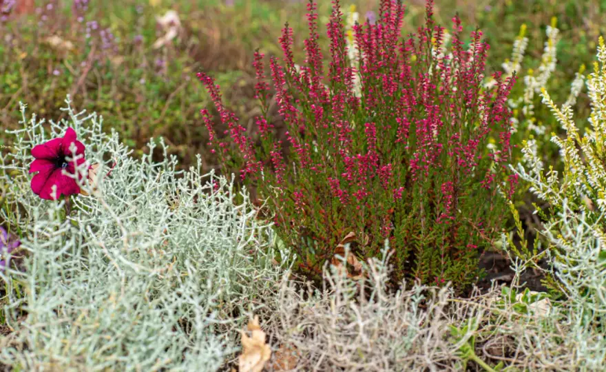 Plantes persistantes d'extérieur - Le guide pour un décor durable