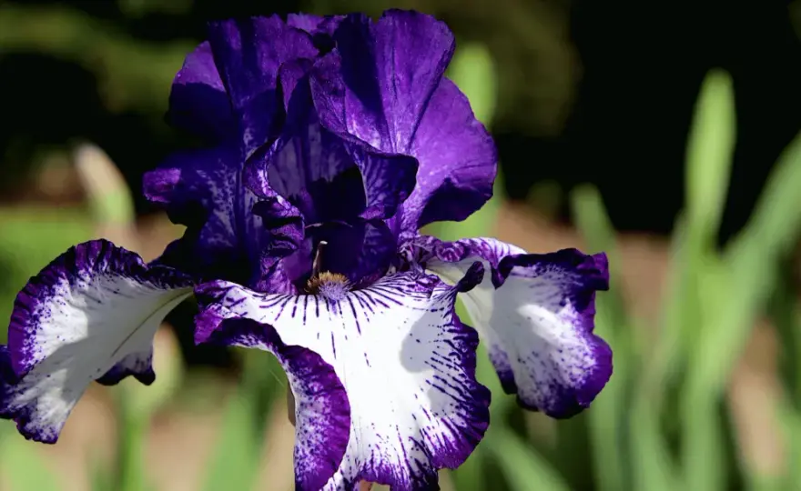 Iris au jardin - bien choisir, planter et entretenir