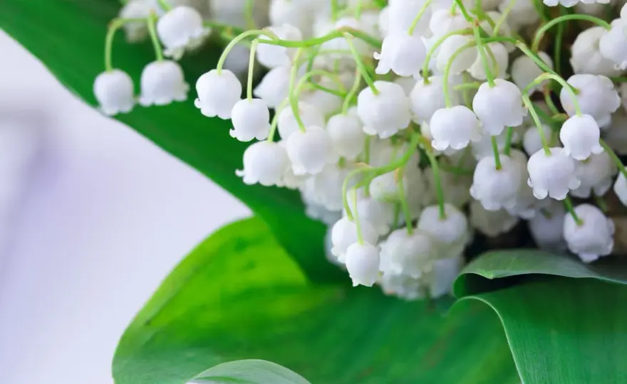 Conserver le muguet coupé - Les secrets d'un fleuriste