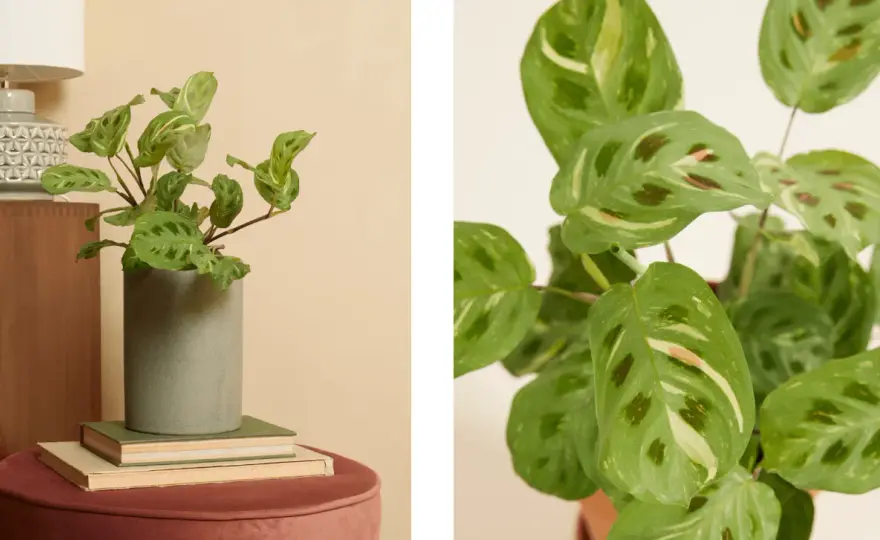 Plantes non toxiques pour chats - Guide complet pour votre intérieur