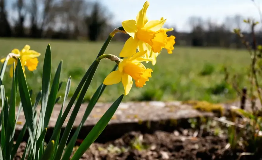 Jonquille - Le guide complet pour un jardin printanier réussi