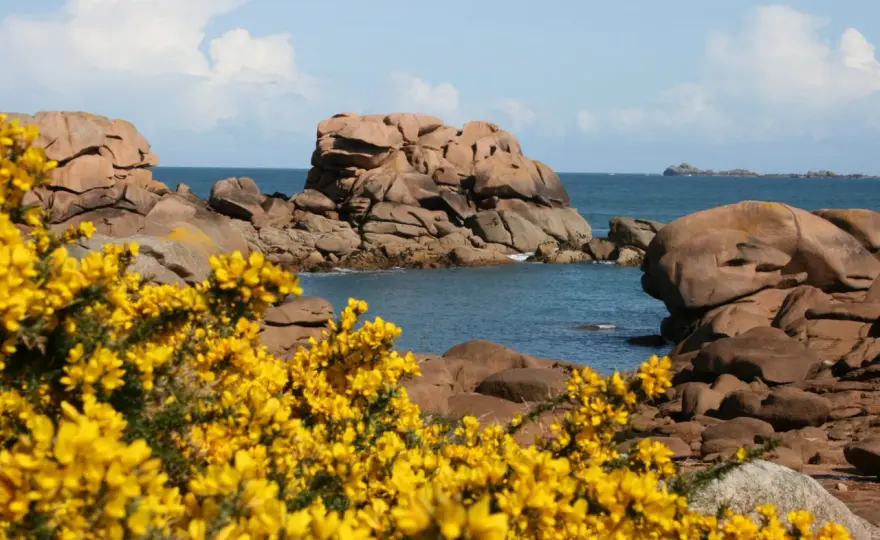 Fleur de Bretagne - Ajonc, bruyère - Le vrai symbole ?