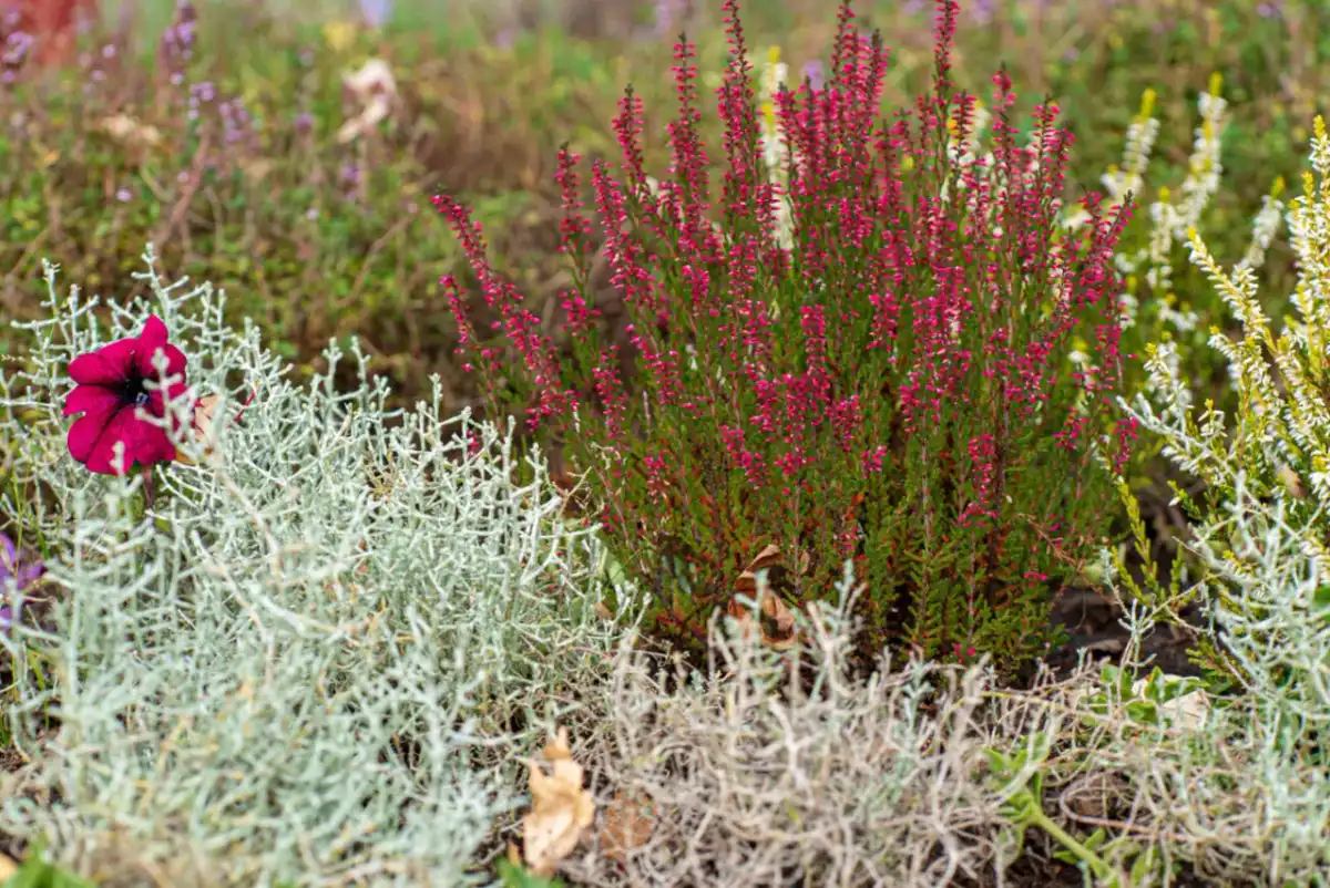 Plantes persistantes d'extérieur - Le guide pour un décor durable