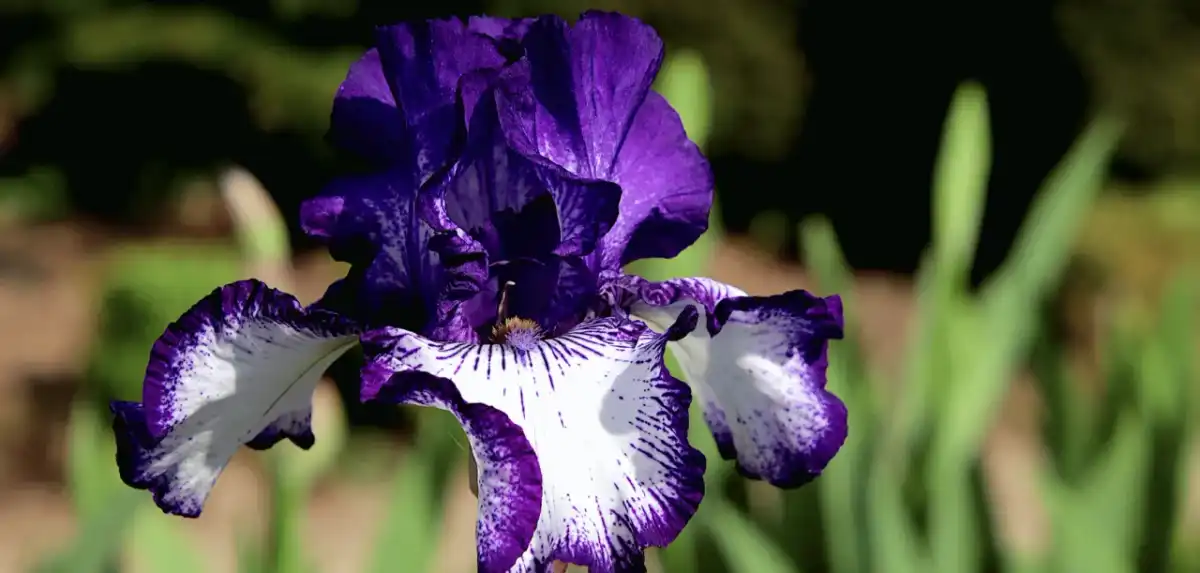 Iris au jardin - bien choisir, planter et entretenir