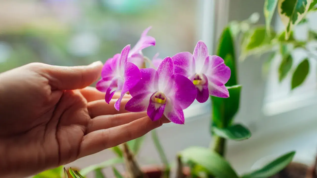 Une main caresse délicatement une orchidée violette, symbole de beauté et de luxe.
