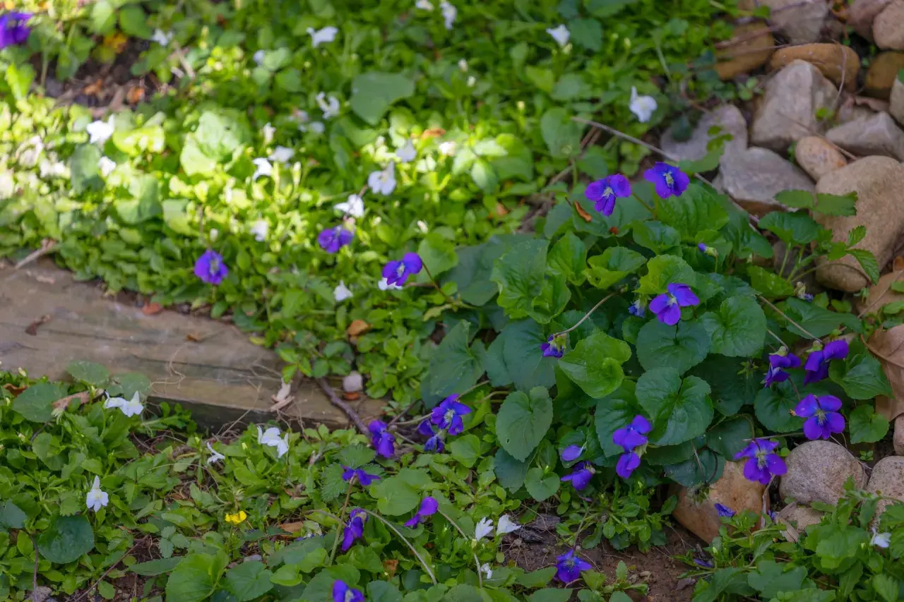 Des violettes bleues et des petites fleurs blanches poussent dans un parterre de verdure, bordé de pierres.