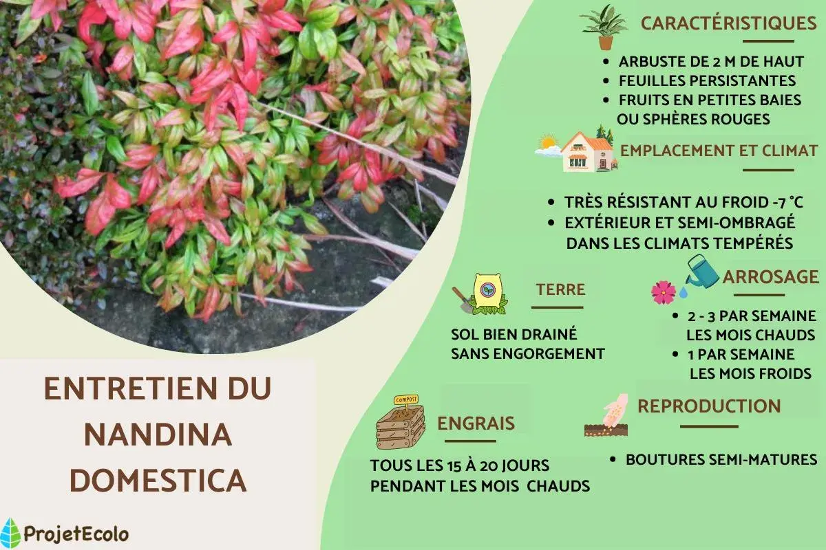 Feuillage rouge et vert d'un bambou sacré (Nandina domestica), avec des conseils d'entretien.