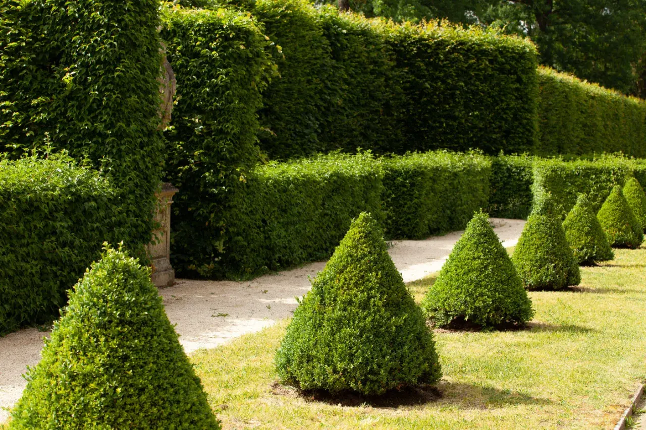 Jardin à la française avec des thuyas taillés en cône, parfaits pour savoir quand tailler les thuyas.