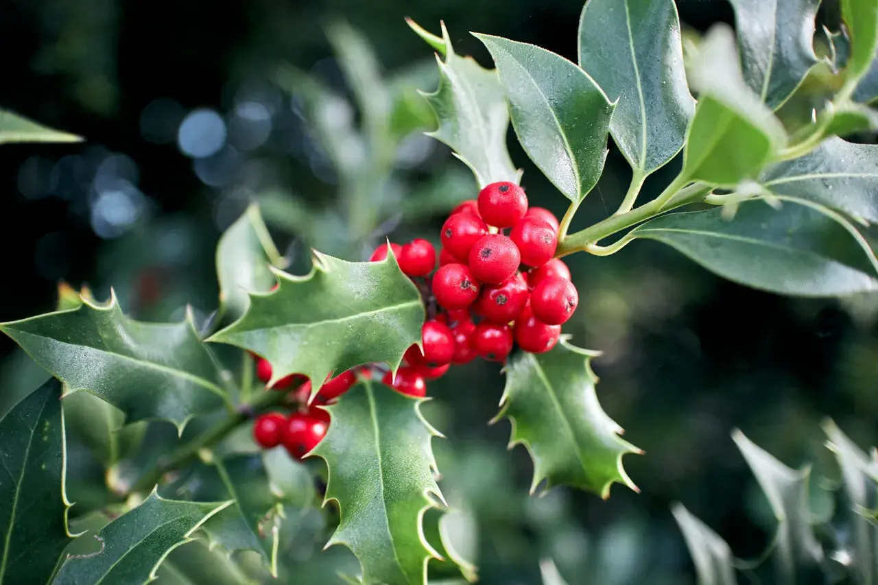 Un bouquet de gui et houx aux baies rouges vives et aux feuilles vertes piquantes, évoquant l'esprit de Noël.
