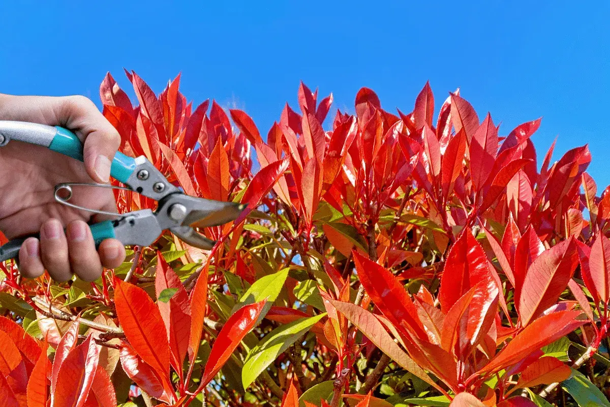 Main d'un jardinier tenant un sécateur pour la taille d'un photinia aux feuilles rouges vives sous un ciel bleu.