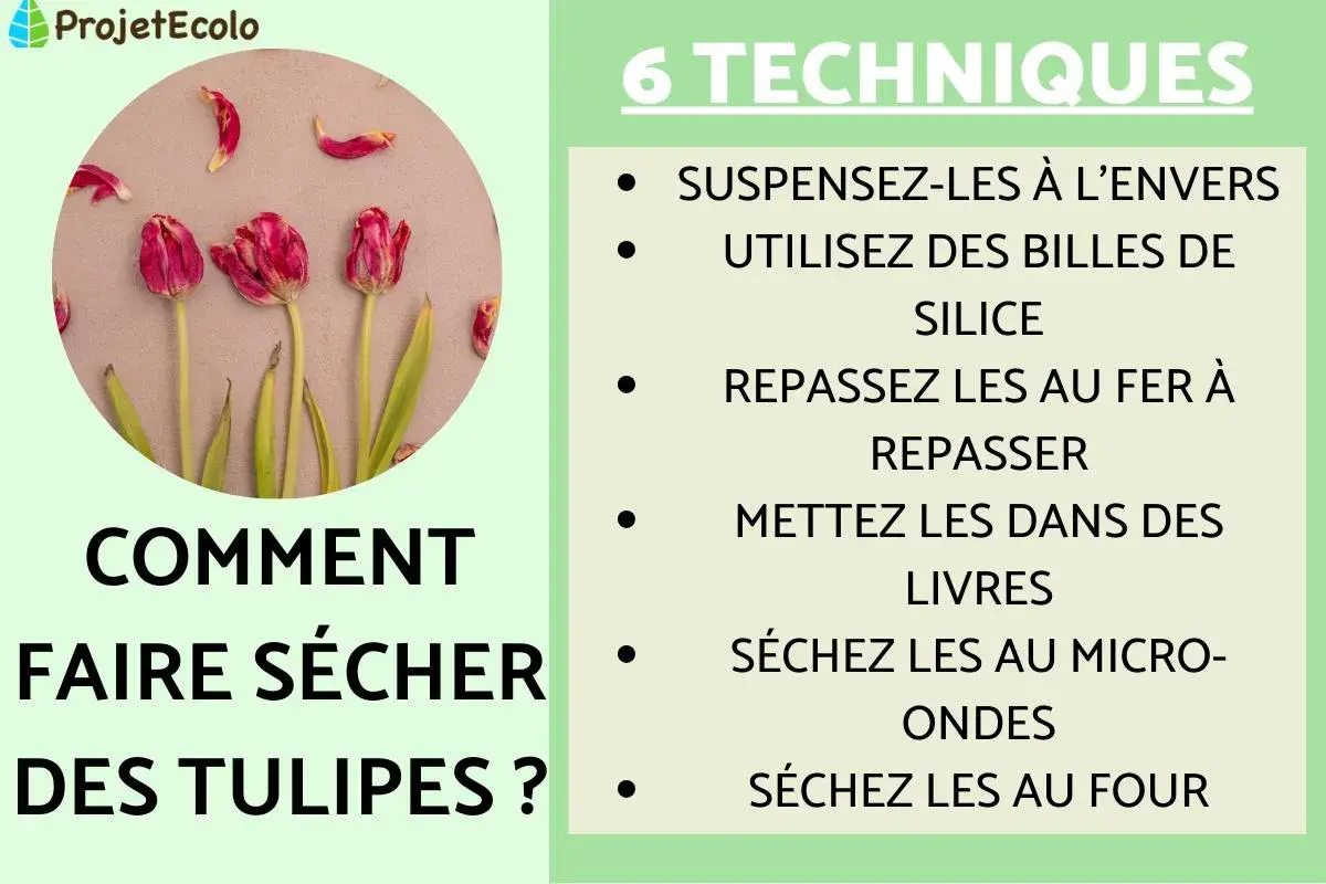 Comment faire sécher des tulipes : 6 techniques illustrées, dont suspendre à l'envers ou utiliser des billes de silice.