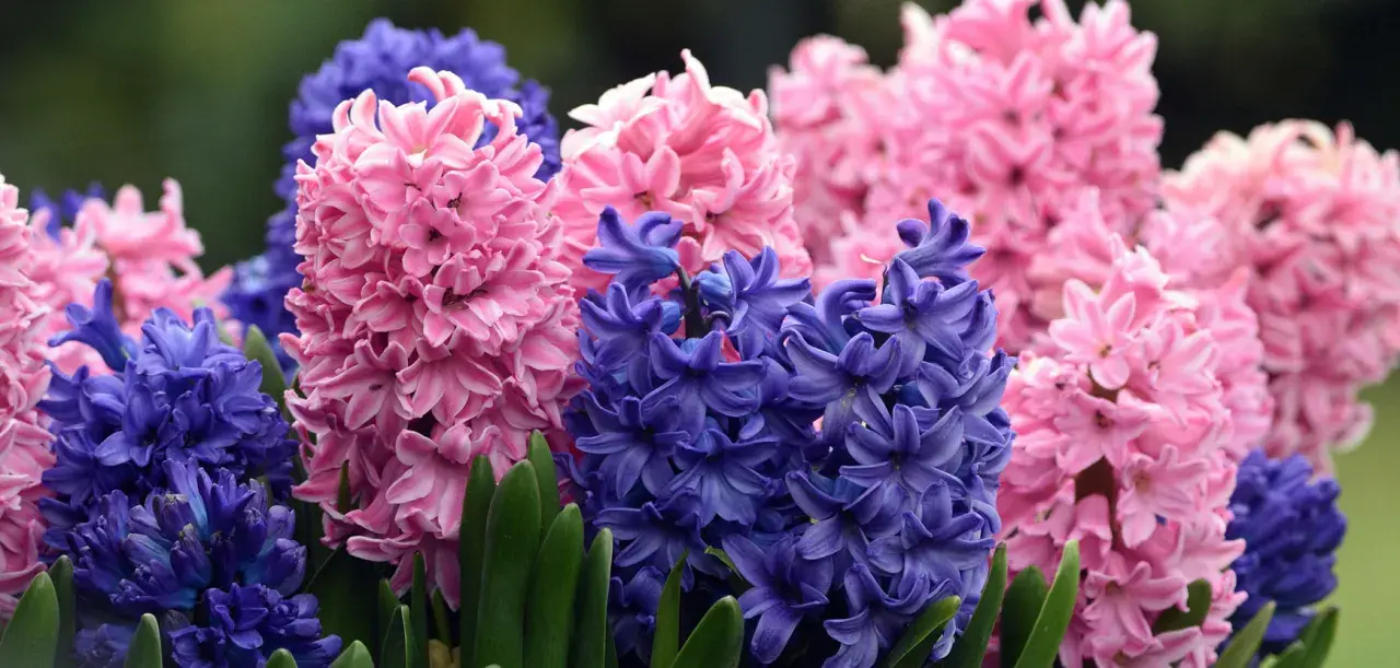 Un bouquet de jacinthes d'Orient roses et bleues, aux grappes florales denses et parfumées, émerge de feuilles vertes.