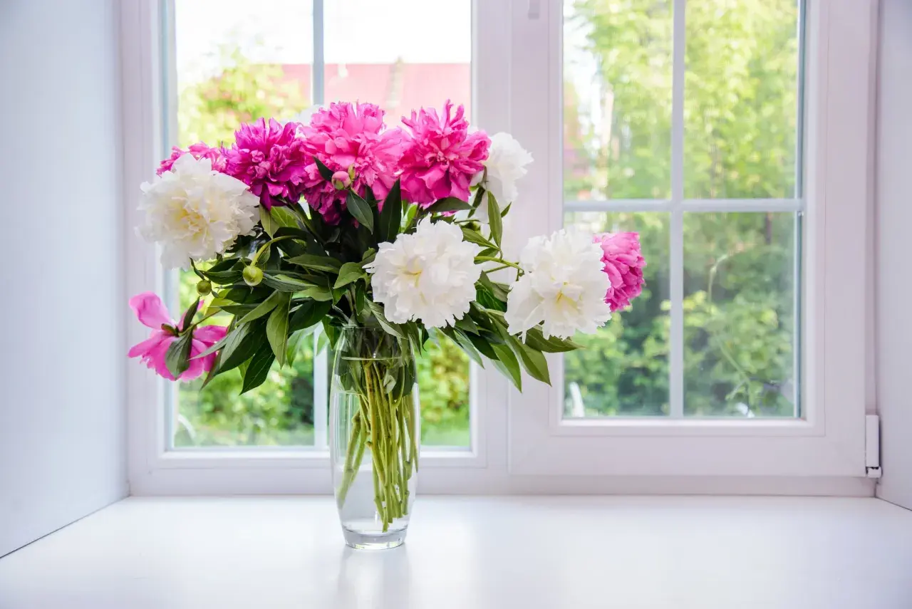 Un bouquet de pivoines roses et blanches dans un vase en verre sur un rebord de fenêtre. Astuces pour comment conserver un bouquet de fleurs.