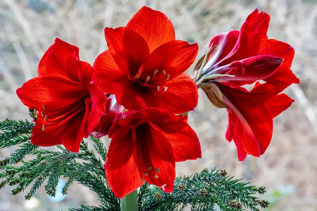 Magnifiques amaryllis rouges, symboles de beauté et de fierté. Leurs pétales veloutés s'épanouissent avec éclat, évoquant la signification de l'amaryllis.