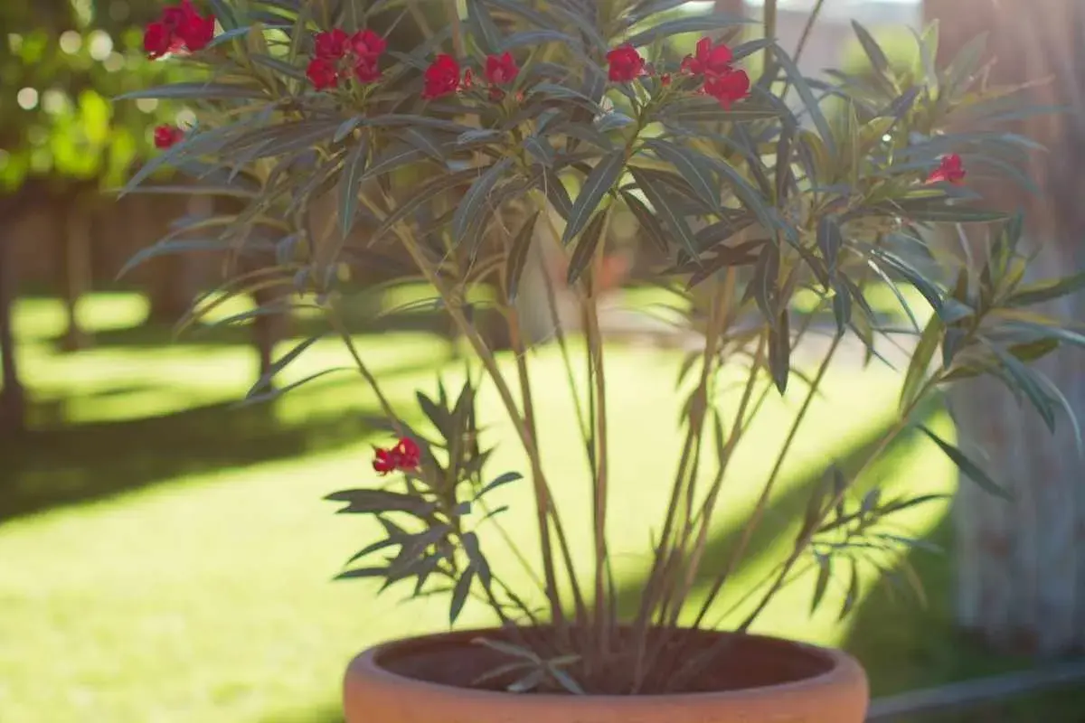 Laurier rose en pot, prêt pour un rempotage. Ses fleurs rouges éclatent sous le soleil.