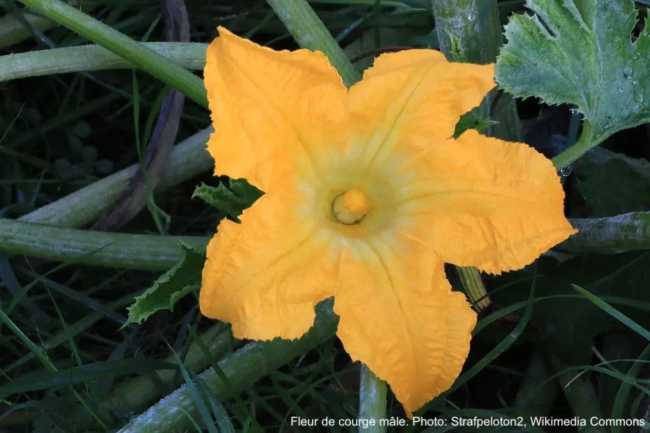 Une magnifique fleur de courge mâle, d'un jaune éclatant, s'épanouit au milieu des tiges et feuilles vertes.
