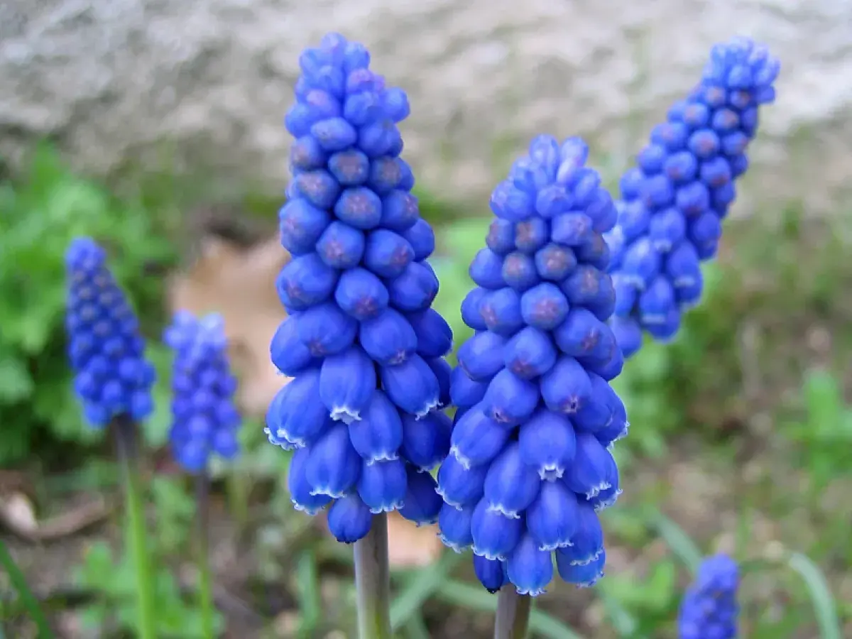 Grappes de muscari à grappe bleues éclatantes, aux petites clochettes blanches au bout, se dressent dans un jardin verdoyant.