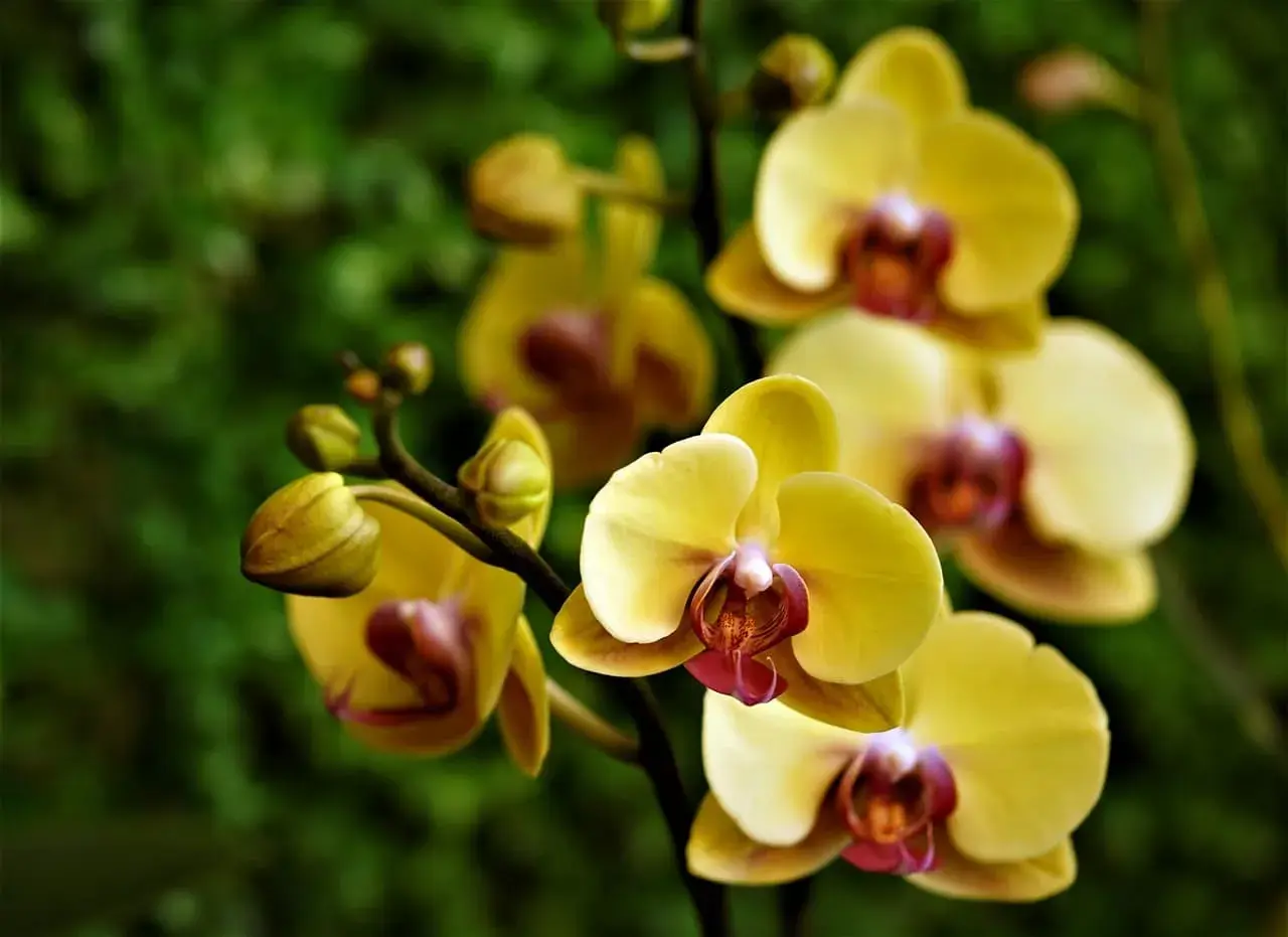 Grappe d'orchidées jaunes, symbolisant la joie et l'amitié. Leurs pétales délicats contrastent avec le fond vert flou.