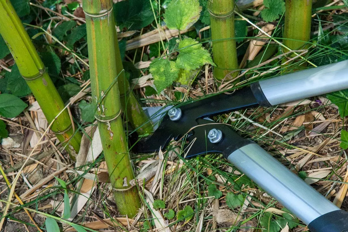 Des sécateurs s'apprêtent à effectuer la taille bambou, coupant une tige verte au milieu d'autres pousses et de feuilles mortes.