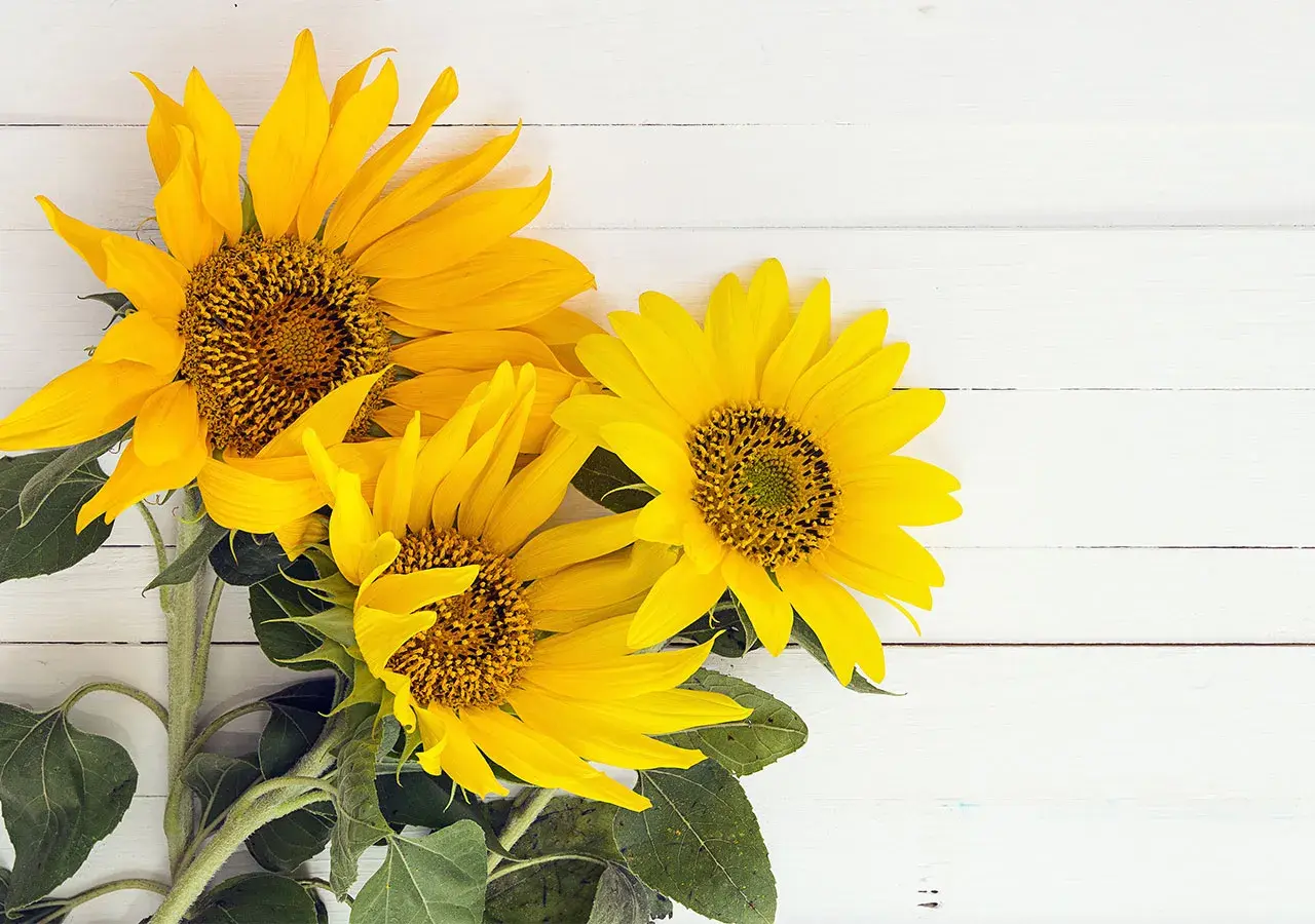 Trois tournesols éclatants sur fond blanc. Ce bouquet de tournesol, symbole de joie et de vitalité, illumine la scène.