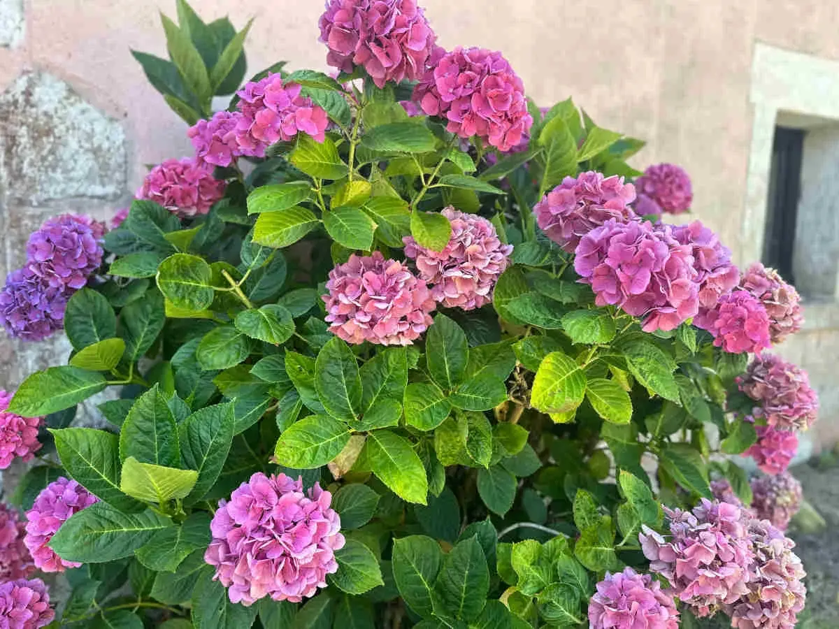 Gros plan sur des hortensias roses et violets luxuriants. Le feuillage vert vif contraste avec les fleurs. Idéal pour savoir que mettre au pied des hortensias.