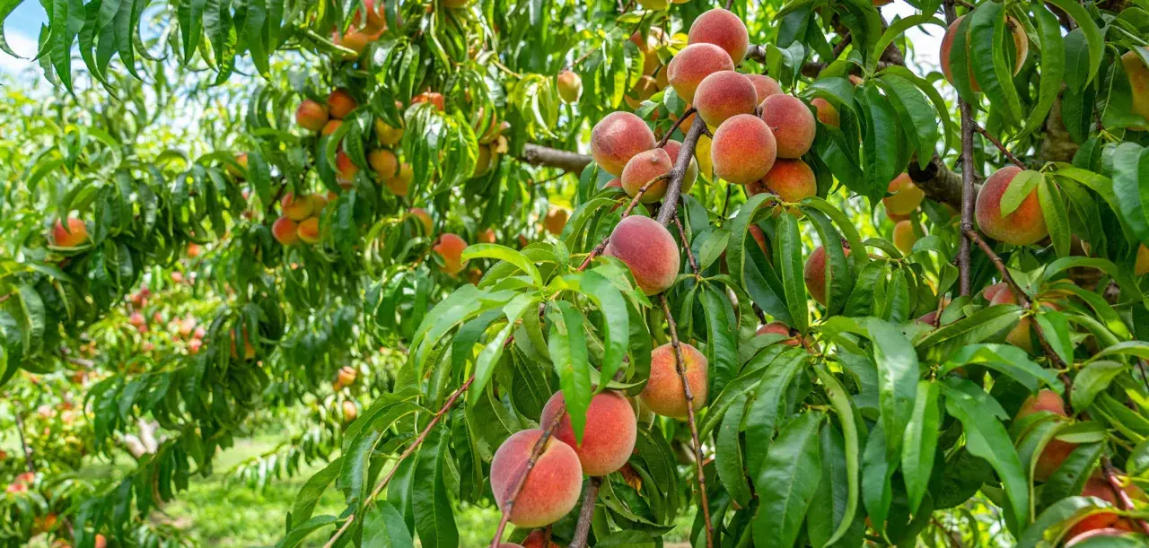 Un arbre fruitier nain porte une abondance de pêches mûres, leurs teintes rosées et orangées contrastant avec le feuillage vert luxuriant.