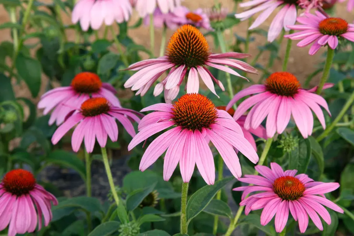 Un parterre de fleurs d'Echinacea purpurea aux pétales roses vifs et aux cœurs orange.