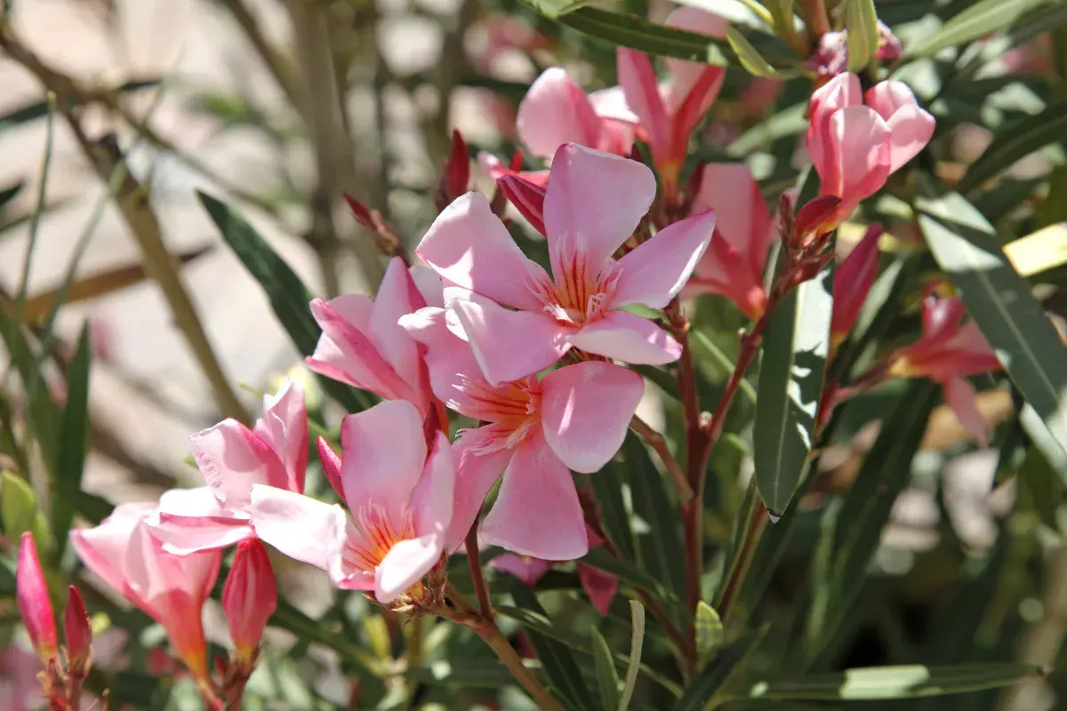 Gros plan sur une **exposition laurier rose** aux fleurs roses vives et aux feuilles vertes.