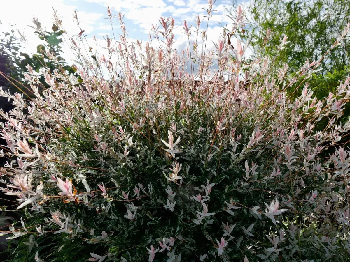 Un arbuste de saule crevette sur tige, aux feuilles panachées de blanc et de rose pâle, se dresse sous un ciel bleu nuageux.