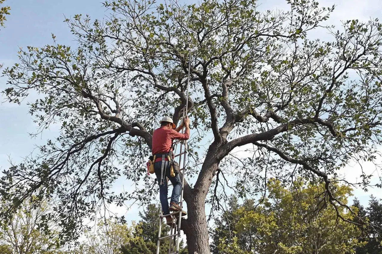 Un élagueur grimpe à l'échelle pour la taille d'un olivier majestueux, ses branches s'étendant sous un ciel bleu.
