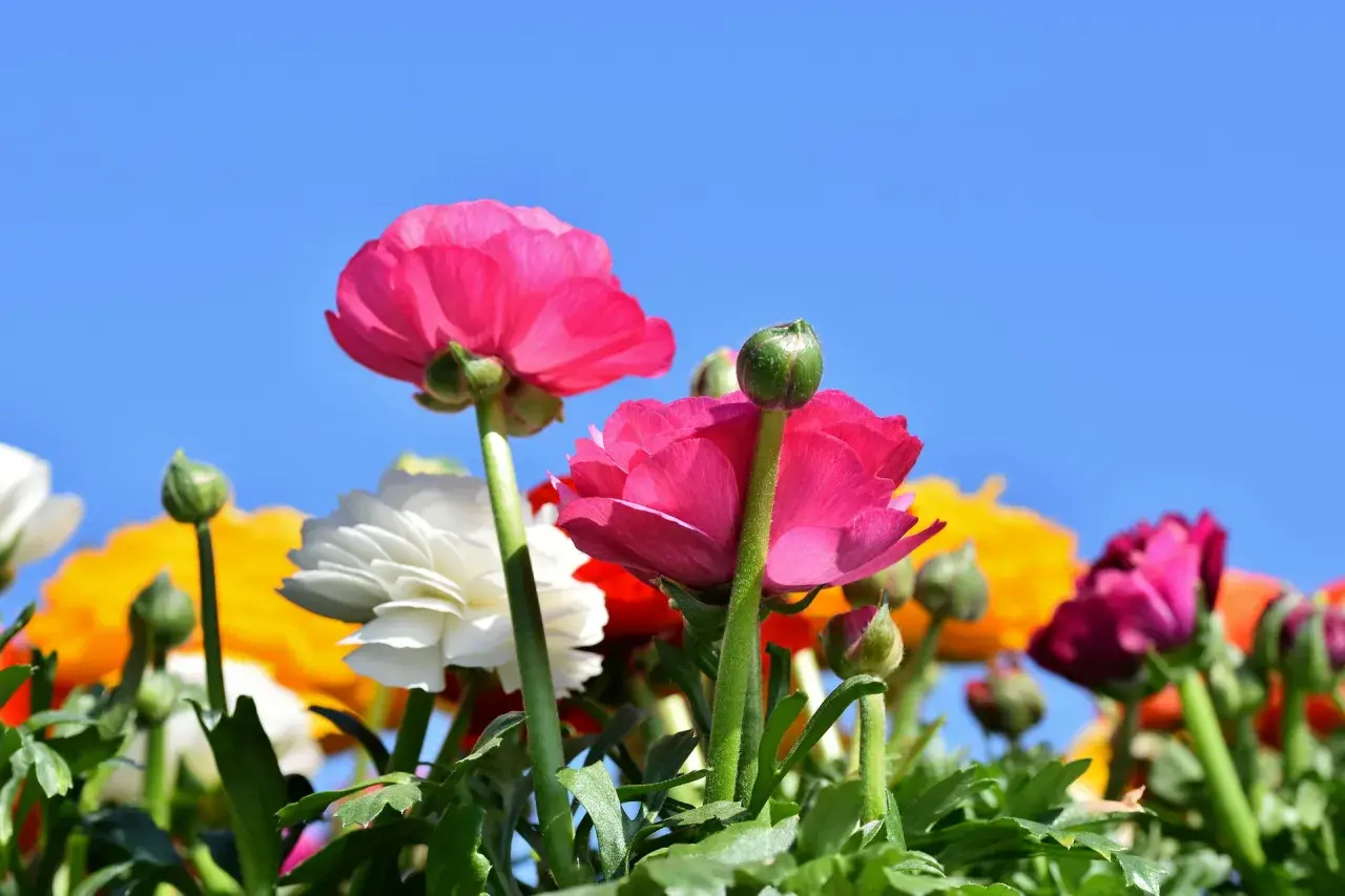 Renoncules roses et blanches sous un ciel bleu. La renoncule signification : éclat et charme.