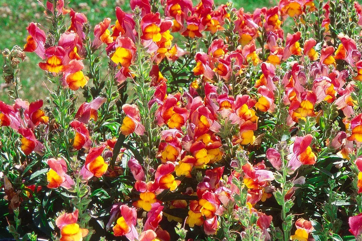 Un champ de fleurs gueule de loup aux teintes roses et jaunes éclatantes, leurs pétales s'ouvrant comme de petites bouches sur un fond verdoyant.