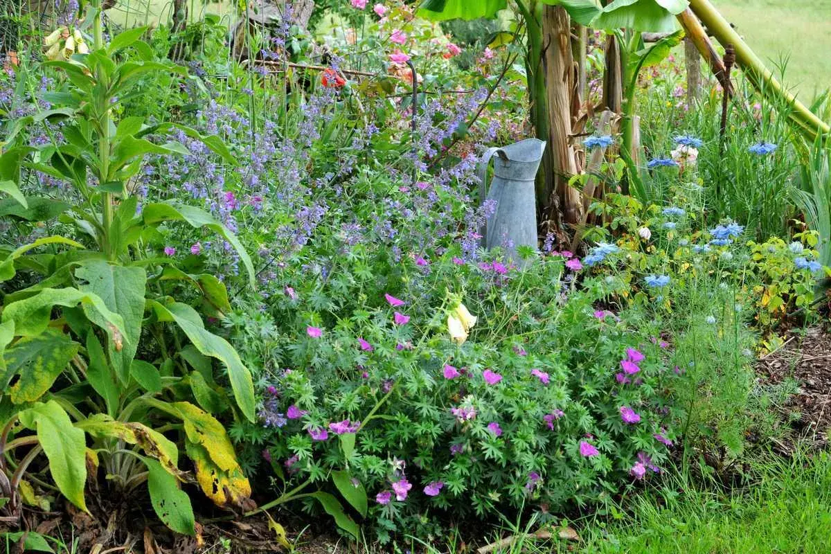 Un parterre de fleurs sauvage et coloré, avec des géraniums roses, des nigelles bleues et des digitales jaunes. Un arrosoir en zinc est posé au milieu.