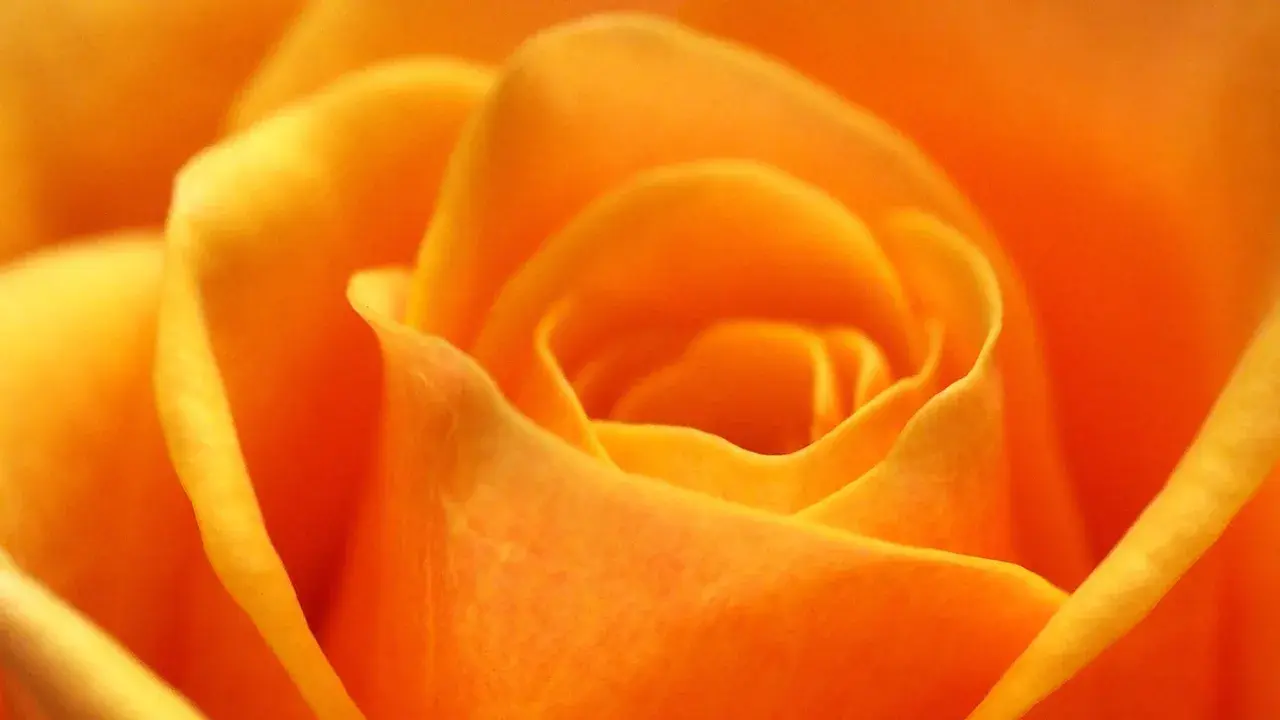 Gros plan sur une rose orange aux pétales veloutés. La rose orange symbolise la passion et l'enthousiasme.